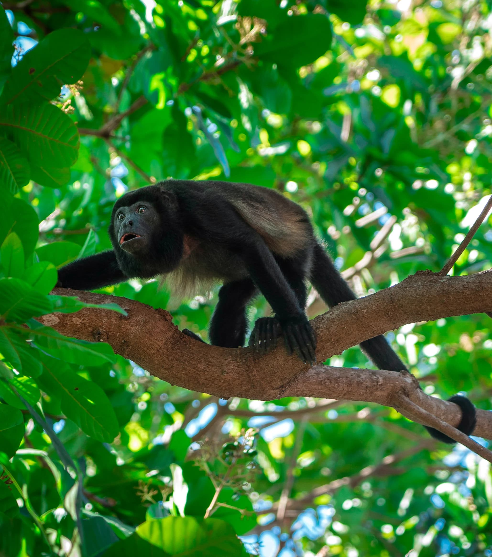 Wildlife Guanacaste