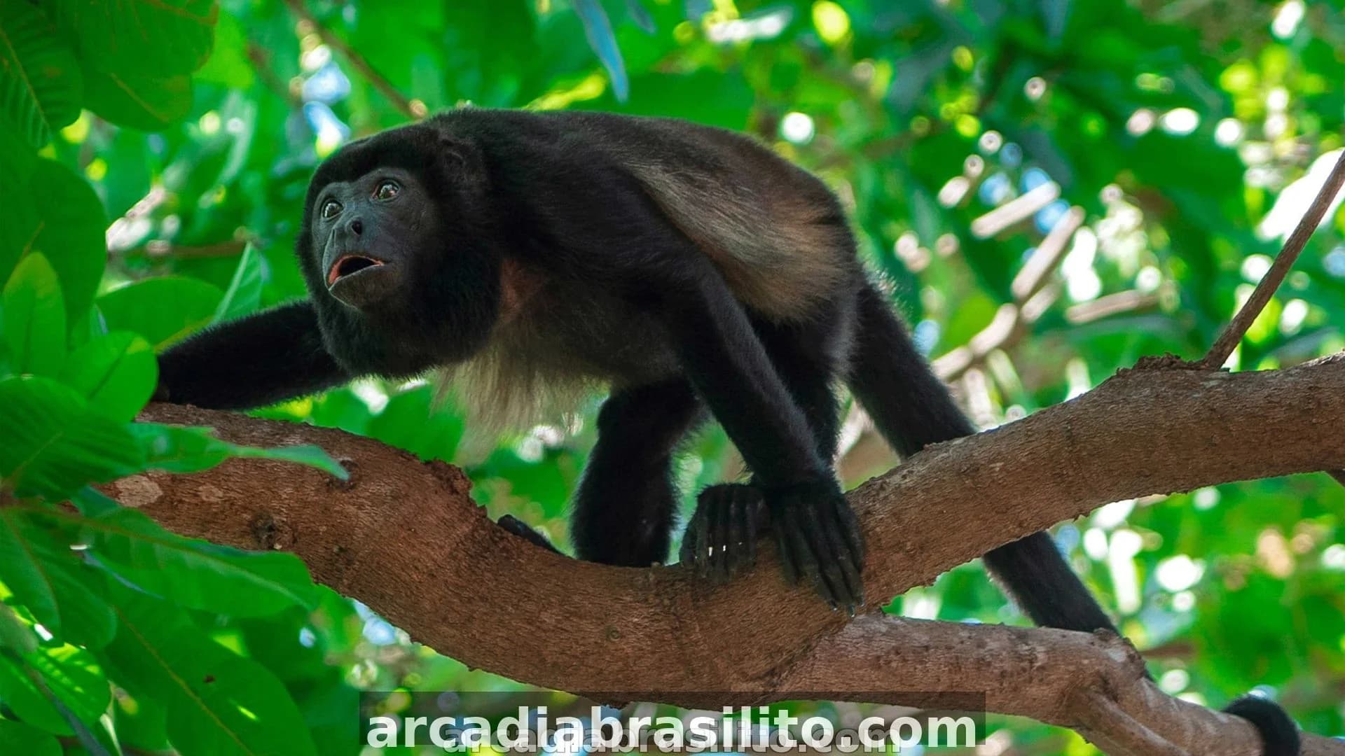 Howler monkey in the tropical forests of Guanacaste, Costa Rica