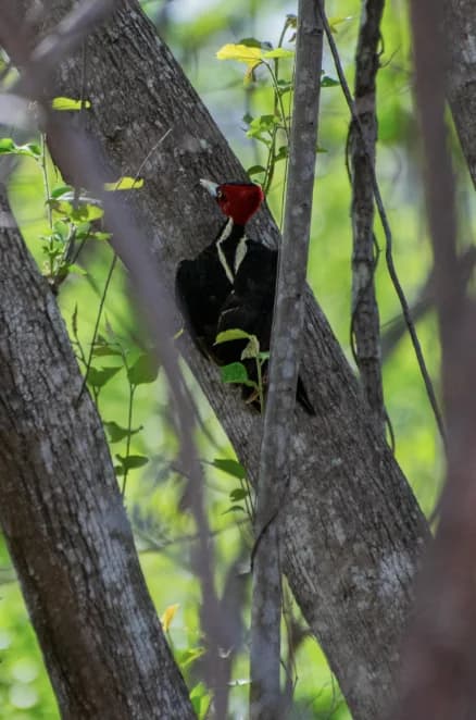Woodpecker wildlife at Brasilito Beach Costa Rica nature