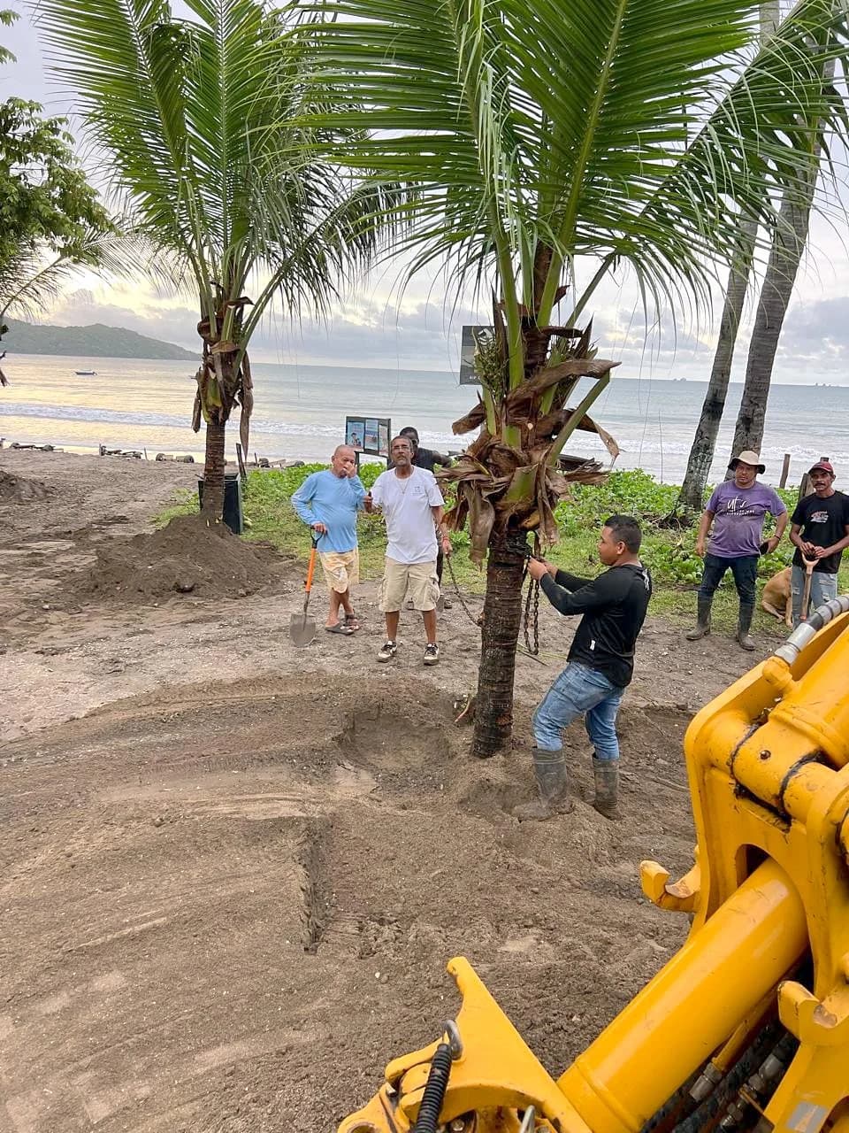 Crew planting a palm tree along Playa Brasilito