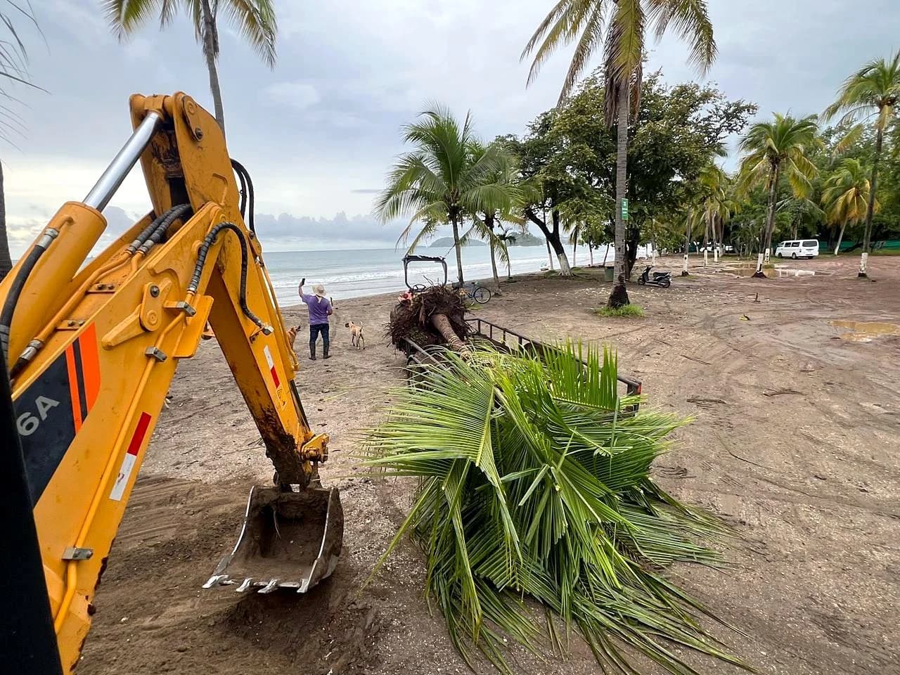 Arcadia backhoe and trailer moving palm trees on Playa Brasilito