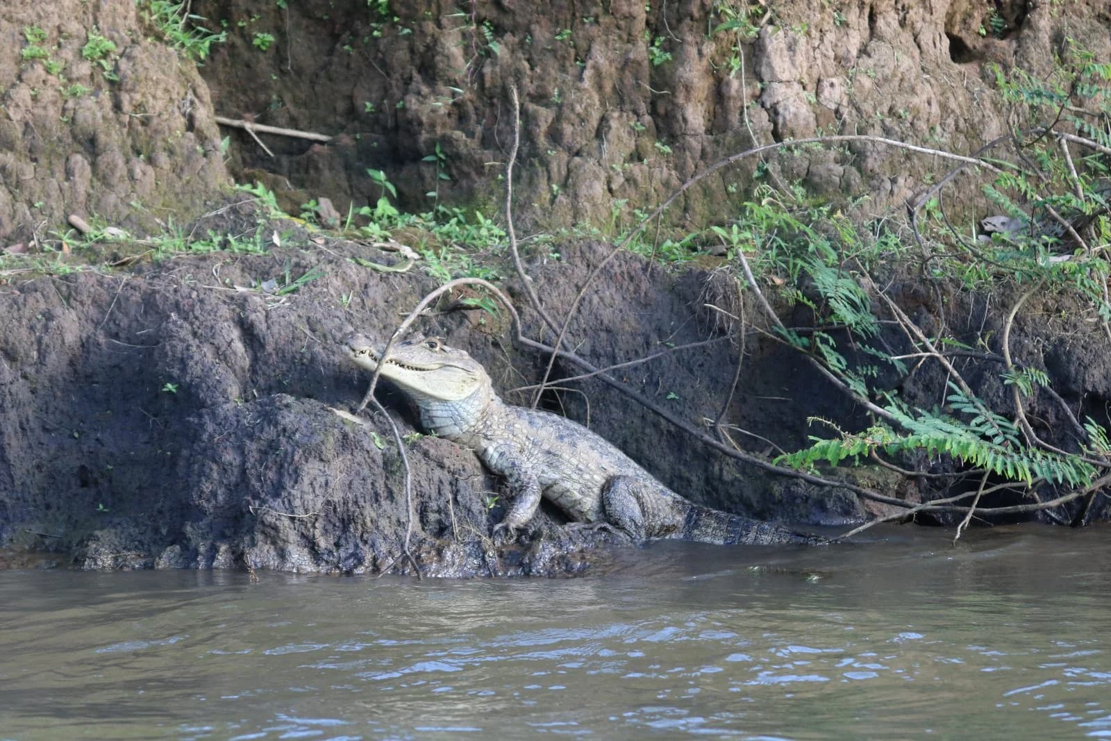 Mono congo en los bosques tropicales de Guanacaste, Costa Rica